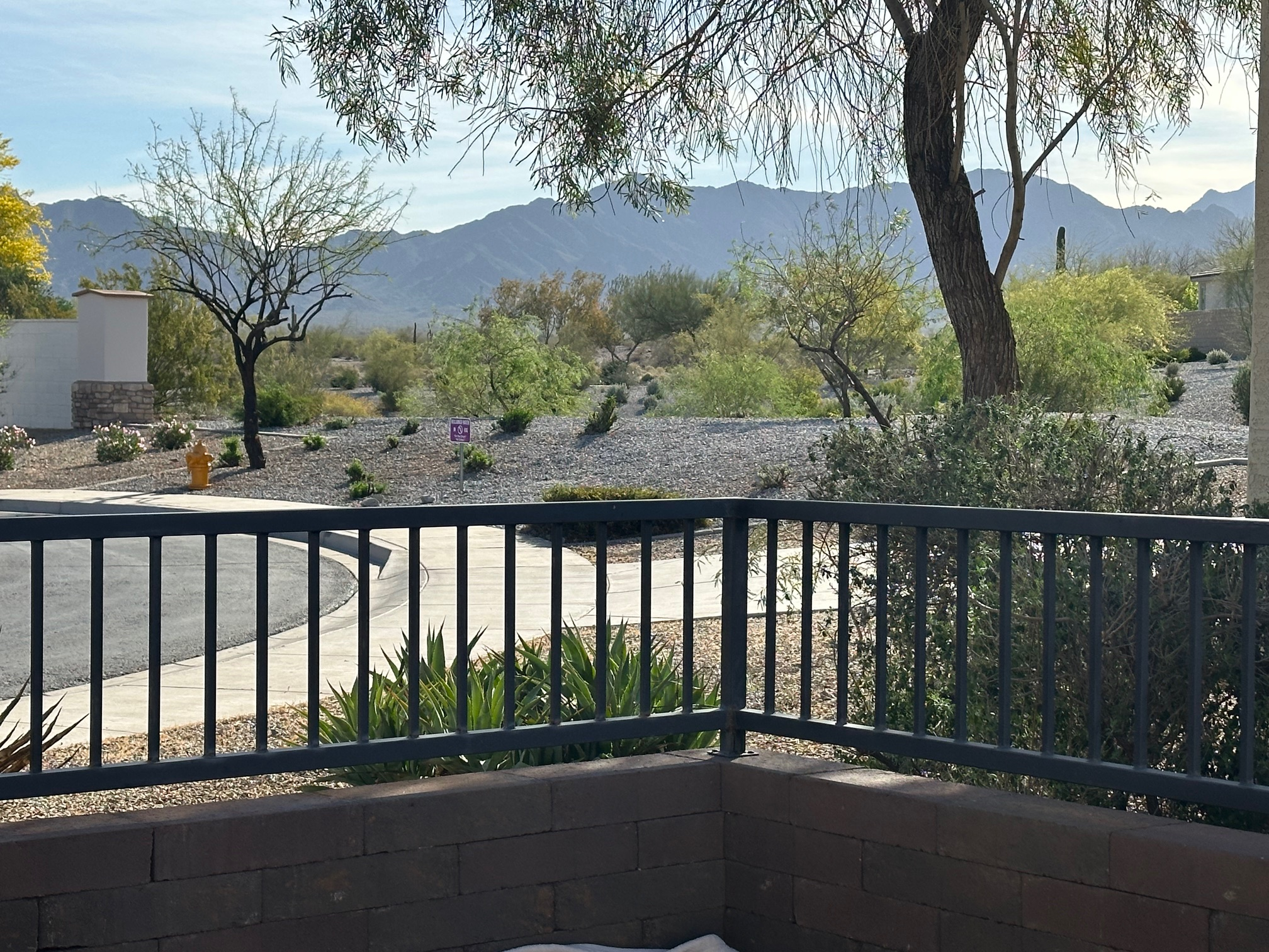 Beginning a Garden in Phoenix: Attempting Softness in the Desert (Day 1)