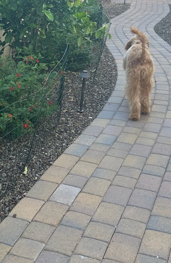 Meet Humphrey: Chief Inspector of My Phoenix Garden (Day 2)