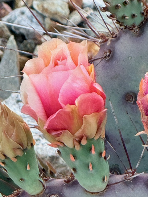 Phoenix Gardening Reality: Intense Sunlight, Heat & Shade (Day 5)