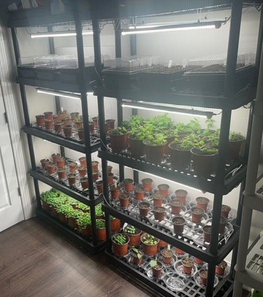 Desert Gardening in Phoenix: What Seeds Teach Us (Day 4)