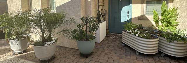 Week 10 – 108 and All’s Well – Dealing with June Heat in My Phoenix Garden