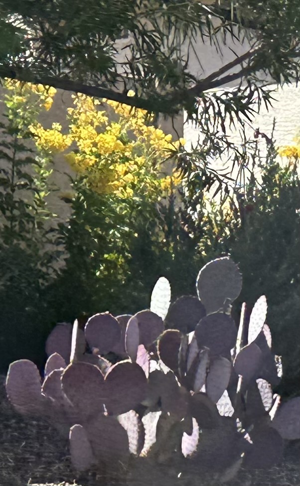 Week 11 – Learning From My Neighbors’ Gardens