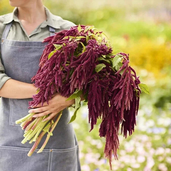Amaranth (Love-Lies-Bleeding)