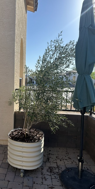 Summer Breeze: July Winds in My Arizona Garden