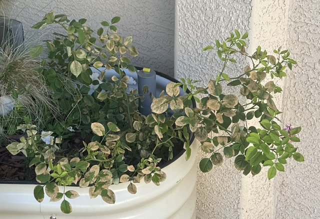 I’m Not Dead! Where Phoenix Summer Gardening Meets Monty Python